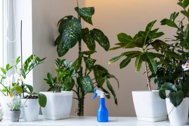 Saksıda saksılar, gri arka planda spreyler. Farklı saksılarda çeşitli tropikal yeşil bitkilerin toplanması. Evde bahçıvanlık, iç dekorasyondaki saksılarla ilgilenme, hobi konsepti..