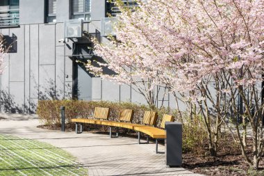  Güzel bir günde kentsel bir dairede kiraz ağacı. Yüksek kalite fotoğraf