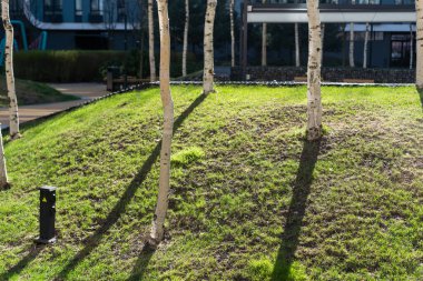 İnce ağaç gövdeleri dikey çizgiler olarak mavi çitlere ve yeşil çimenlere karşı. Güneşli bir günde güneşli ve gölgeli sonbaharda kuru sarı yapraklar. Yüksek kalite fotoğraf