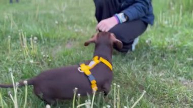 Küçük kız ve köpeğinin yavaş çekim görüntüleri. Yüksek kaliteli FullHD görüntüler