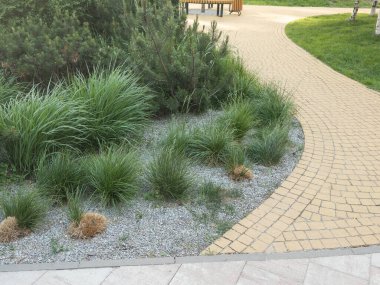 Thuja 'nın asfalt boyunca taşları ve kozalaklı çalılarıyla bahçede peyzaj yapmak. Yüksek kalite fotoğraf