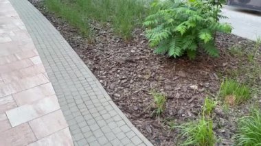 Thuja 'nın asfalt boyunca taşları ve kozalaklı çalılarıyla bahçede peyzaj yapmak. Yüksek kalite fotoğraf