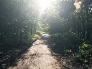 Güneşli bir yaz gününde, parkın ortasındaki gölgede yol. Yüksek kalite fotoğraf