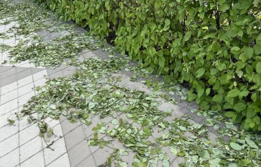 Yaprakları kaldırımda bir çember şeklinde kesilmiş bir çit. Yüksek kalite fotoğraf