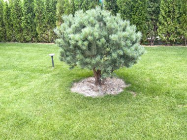 Parkta yeşil çimlerin üzerinde küçük bir mavi ladin çalısı büyür. Yüksek kalite fotoğraf