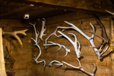 Duvarda geyik kafası koleksiyonu.