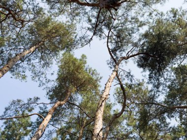 Güzel fotoğraf çay çiftlikleri yeşil çam ağaçları dağlık arazi bulutlu sis bulutlu doğal manzara yolları Hindistan Purola, Uttarakhand. Yüksek kalite fotoğraf