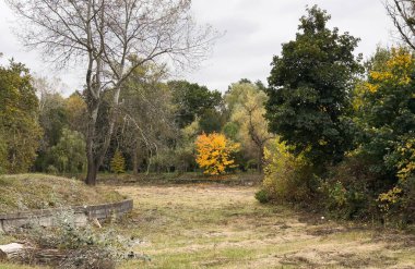 Bright autumn trees along a path with autumn leaf colors. Fall season . High quality photo clipart