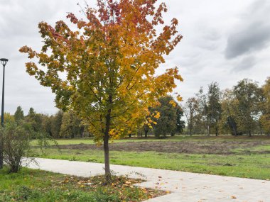 Sonbahar ormanı. Orman yolu sonbahar ormanından geçiyor. Güneşli bir günde güneşli bir ormanın sonbahar manzarası. Yüksek kalite fotoğraf