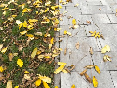 Sonbaharda asfalt bir geçidi kaplayan kırmızı yapraklı ağaçların oluşturduğu sıra - yukarıda bulutlu bir gökyüzü - çimenlere saçılmış. Yüksek kalite fotoğraf