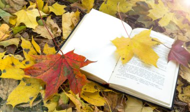 Autumn Park 'ın arka planında açık bir kitap. Üstünde sonbahar yaprakları olan bir ekose kitap. Yüksek kalite fotoğraf