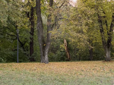 Canlı sonbahar yaprakları yemyeşil çimenlere saçılmış. Yakın perspektif, mevsimsel değişim. Yumuşak çimen dokusuyla çıtır çıtır düşen yapraklar. Yüksek kalite fotoğraf