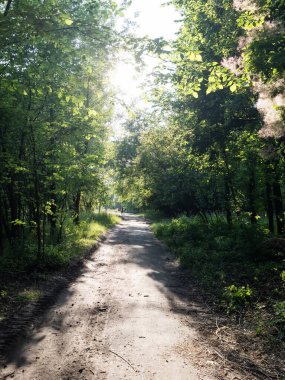 Güneşli bir yaz gününde, parkın ortasındaki gölgede yol. Yüksek kalite fotoğraf