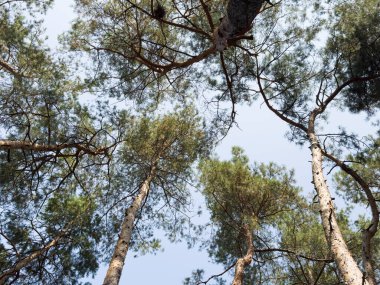 Güzel fotoğraf çay çiftlikleri yeşil çam ağaçları dağlık arazi bulutlu sis bulutlu doğal manzara yolları Hindistan Purola, Uttarakhand. Yüksek kalite fotoğraf