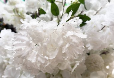 Güzel beyaz çiçek arkaplanı, beyaz çiçek yapraklarını kapat. Yüksek kalite fotoğraf