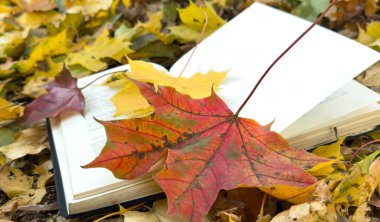 Sarı Sonbahar Yaprakları Arkaplanlı Sonbahar Kitabı. Dünya Kitap Günü. Sonbahar Arkaplanı. Yüksek kalite fotoğraf
