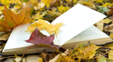 Sarı Sonbahar Yaprakları Arkaplanlı Sonbahar Kitabı. Dünya Kitap Günü. Sonbahar Arkaplanı. Yüksek kalite fotoğraf