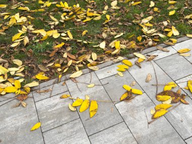 Sonbaharda asfalt bir geçidi kaplayan kırmızı yapraklı ağaçların oluşturduğu sıra - yukarıda bulutlu bir gökyüzü - çimenlere saçılmış. Yüksek kalite fotoğraf