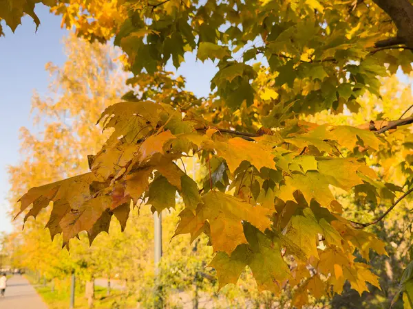 Yağışlı ve sisli bir günde, Bavyera, Almanya 'da sonbahar renklerinde kiraz ağacı eriği Cerasus yaprakları. Yüksek kalite fotoğraf