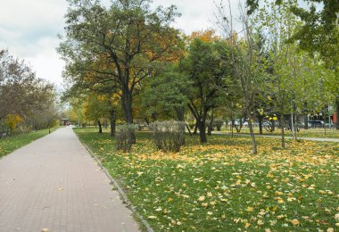 Serene park yolu altın sonbahar yaprakları ve sakin güneş ışığı arasında sıralanmış banklarla dolu. Yüksek kalite fotoğraf