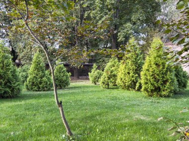 Berrak mavi gökyüzünün altında yemyeşil ağaçlarla çevrili canlı lavanta çiçeklerinin olduğu sakin bir doğa sahnesi. - Evet. Yüksek kalite fotoğraf