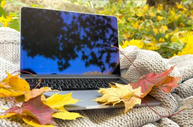 Renkli kırmızı ve sarı akçaağaç yapraklı boş ekran dizüstü bilgisayar arkaplandan ayrılır, sunum, pazarlama, reklam konsepti için kopya alanı oluşturulur. Yüksek kalite fotoğraf
