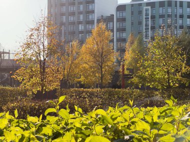 Sonbahar parkı yolu, bulutlu gökyüzü ve yapraklar. Yüksek kalite fotoğraf