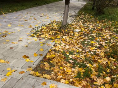 Gece yarısı turuncu ışıklı sokak lambalarıyla parkın içinde. Yüksek kalite fotoğraf