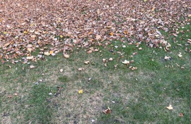 Yere Düşen Yapraklar. Yüksek kalite fotoğraf