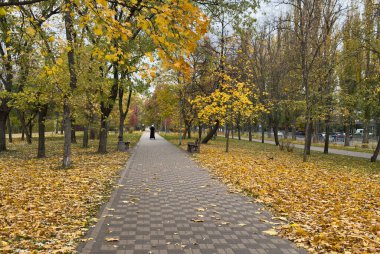 Parkta yeşillik var. Akçaağaç yapraklarından sonbahar yaprakları. Sonbahar güneş ışığında yapraklar dökülür. Doğal sonbahar geçmişi. Sonbahar arkaplanı. Yeşillik, dökülen yapraklar. Sonbahar yaprağı. Yüksek kalite fotoğraf