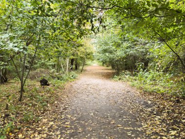 Sonbahar yapraklarının renkleri olan bir patika boyunca parlak sonbahar ağaçları. Sonbahar sezonu. Yüksek kalite fotoğraf