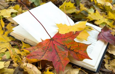 Autumn Park 'ın arka planında açık bir kitap. Üstünde sonbahar yaprakları olan bir ekose kitap. Yüksek kalite fotoğraf
