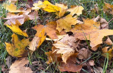 Kahverengi ve sarı sonbahar yaprakları kalın bir halıda yerde yatar. Üst Manzara. Yüksek kalite fotoğraf