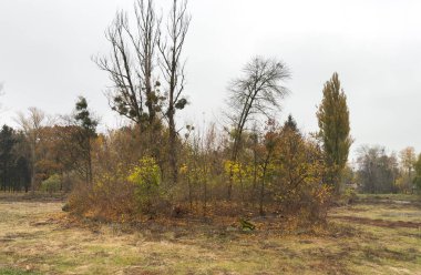 Turuncu yapraklar parkta, sonbahar doğal arka planı. Yüksek kalite fotoğraf