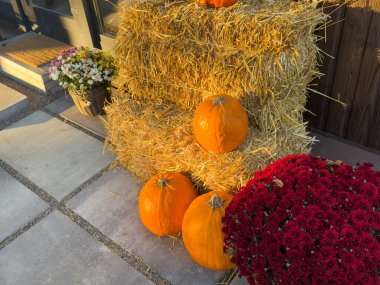 Şükran Günü için sonbahar kompozisyonu, hala yaşam geçmişi. Sepette balkabağı hasadı, sebzeler, veranda, sonbahar yaprakları, ahşap masada kırmızı böğürtlen. Sonbahar dekorasyon tasarımı. Üst manzara, düz yatış. Yüksek kalite fotoğraf