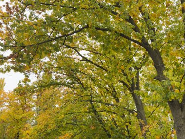 Sarı yaprakların arkaplan dokusu sonbahar yaprakları arka planı. Yüksek kalite fotoğraf