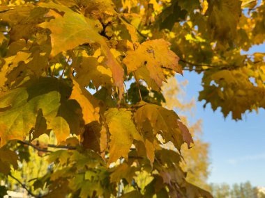 Parkta yeşillik var. Akçaağaç yapraklarından sonbahar yaprakları. Sonbahar güneş ışığında yapraklar dökülür. Doğal sonbahar geçmişi. Sonbahar arkaplanı. Yeşillik, dökülen yapraklar. Sonbahar yaprağı. Yüksek kalite fotoğraf