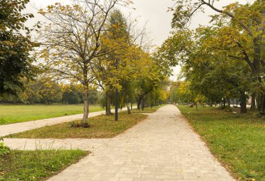 Sonbaharda asfalt bir geçidi kaplayan kırmızı yapraklı ağaçların oluşturduğu sıra - yukarıda bulutlu bir gökyüzü - çimenlere saçılmış. Yüksek kalite fotoğraf
