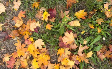 Sonbahar güneşinin parlak ışınlarında sarı bir akçaağaç yaprağının yakın çekimi. Yüksek kalite fotoğraf