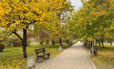 Serene park yolu altın sonbahar yaprakları ve sakin güneş ışığı arasında sıralanmış banklarla dolu. Yüksek kalite fotoğraf
