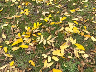 Yere Düşen Yapraklar. Yüksek kalite fotoğraf