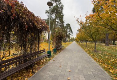 Ekim ayında, güneşli bir günde sonbahar parkı. Kırmızı akçaağaç yaprakları ve meşe yapraklarıyla dolu bir patika. Parktaki güzel, parlak doğal manzara, mevsimler, altın sonbahar mevsimi, yürüyüş davetiyesi. Yüksek kalite fotoğraf