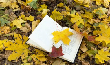 Autumn Park 'ın arka planında açık bir kitap. Üstünde sonbahar yaprakları olan bir ekose kitap. Yüksek kalite fotoğraf