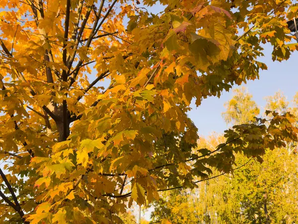 Parkta yeşillik var. Akçaağaç yapraklarından sonbahar yaprakları. Sonbahar güneş ışığında yapraklar dökülür. Doğal sonbahar geçmişi. Sonbahar arkaplanı. Yeşillik, dökülen yapraklar. Sonbahar yaprağı. Yüksek kalite fotoğraf