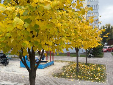 Sonbahar manzarası. Sonbahar meşe yaprakları. Yüksek kalite fotoğraf