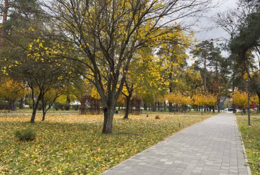 Parkta yeşillik var. Akçaağaç yapraklarından sonbahar yaprakları. Sonbahar güneş ışığında yapraklar dökülür. Doğal sonbahar geçmişi. Sonbahar arkaplanı. Yeşillik, dökülen yapraklar. Sonbahar yaprağı. Yüksek kalite fotoğraf