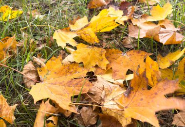 Kahverengi ve sarı sonbahar yaprakları kalın bir halıda yerde yatar. Üst Manzara. Yüksek kalite fotoğraf