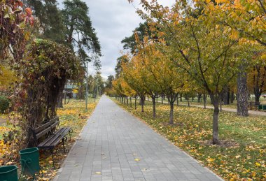 Ekim ayında, güneşli bir günde sonbahar parkı. Kırmızı akçaağaç yaprakları ve meşe yapraklarıyla dolu bir patika. Parktaki güzel, parlak doğal manzara, mevsimler, altın sonbahar mevsimi, yürüyüş davetiyesi. Yüksek kalite fotoğraf