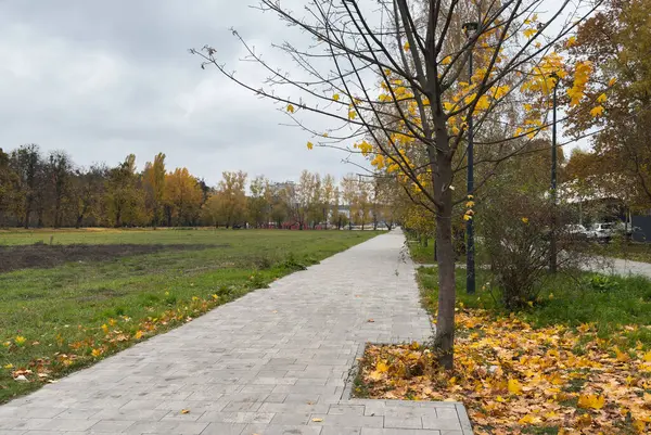 Ekim ayında, güneşli bir günde sonbahar parkı. Kırmızı akçaağaç yaprakları ve meşe yapraklarıyla dolu bir patika. Parktaki güzel, parlak doğal manzara, mevsimler, altın sonbahar mevsimi, yürüyüş davetiyesi. Yüksek kalite fotoğraf