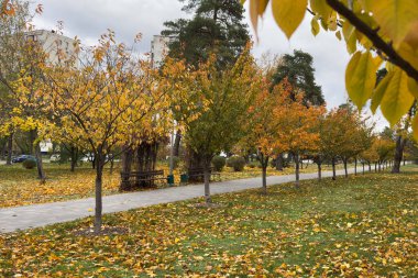 Serene park yolu altın sonbahar yaprakları ve sakin güneş ışığı arasında sıralanmış banklarla dolu. Yüksek kalite fotoğraf